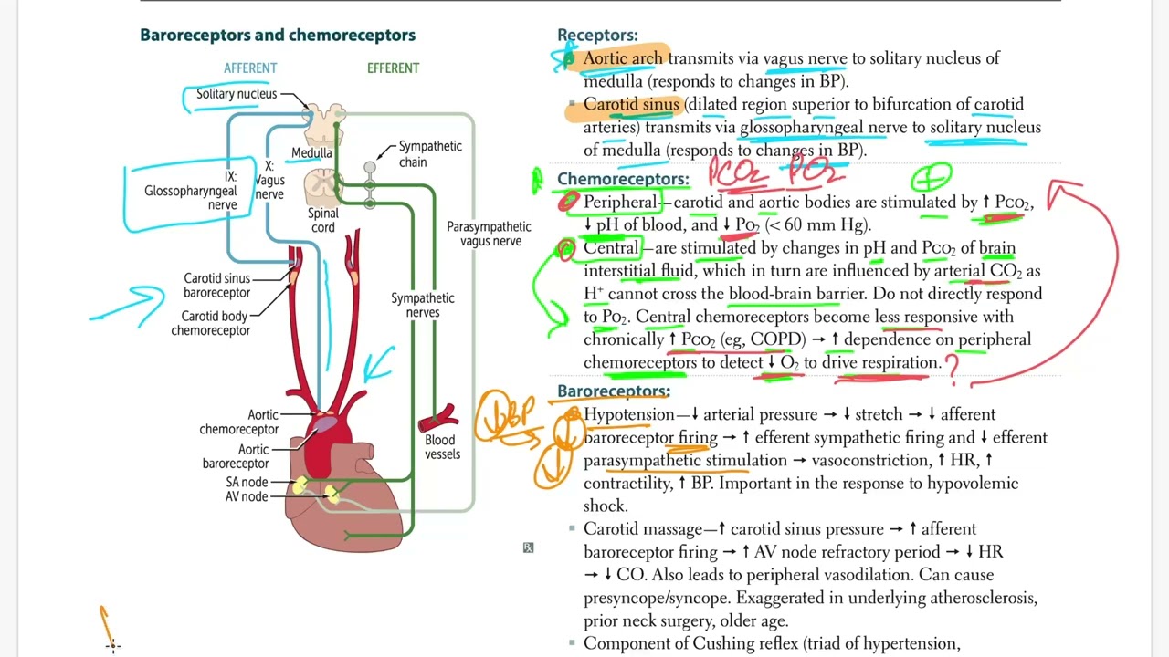 USMLE - Baroreceptors and Chemoreceptors  (USMLE Step 1)