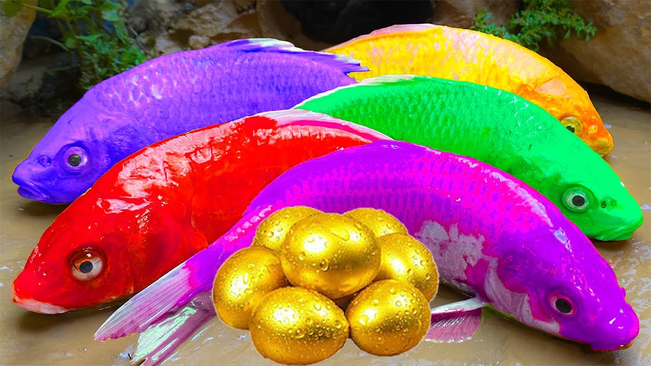 Color Fish Asmr Colorful Fish ASMR 장어알 함정, 화려한 뚱뚱한 개구리, 세련된 요리 Stop Motion - Animation ...