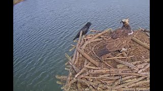 Upstart Crow disturbs Maya on Rutland Osprey nest 15 Mar 2022