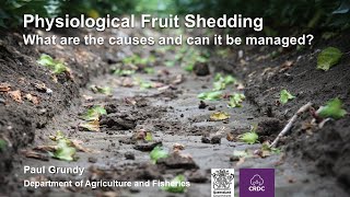 Physiological fruit shedding in cotton: What are the causes and can it be managed?