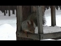 Белка в снегу | Squirrel in the snow