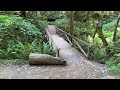 “Peaceful Hike Through the Majestic Redwoods”