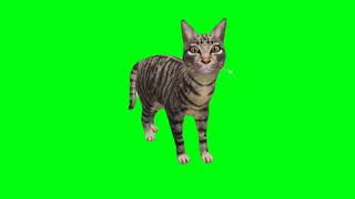 Cat Greenscreen  - Greenscreen kucing