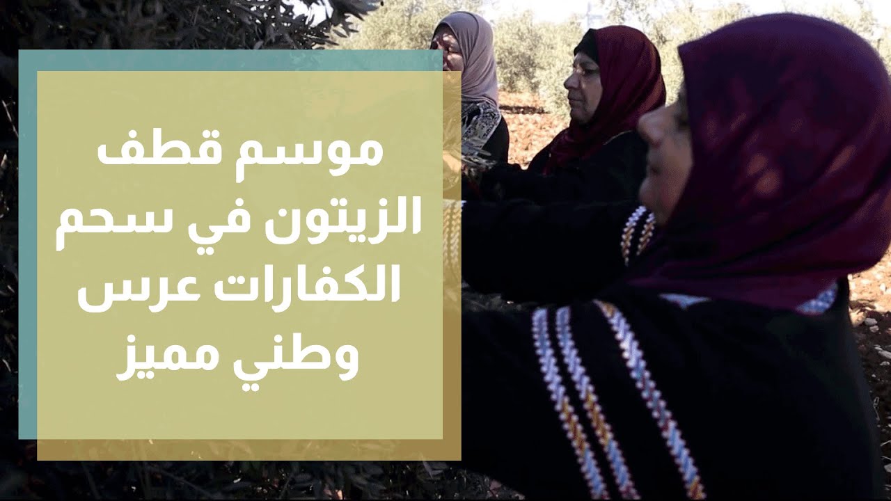 موسم قطف الزيتون في سحم الكفارات عرس وطني مميز