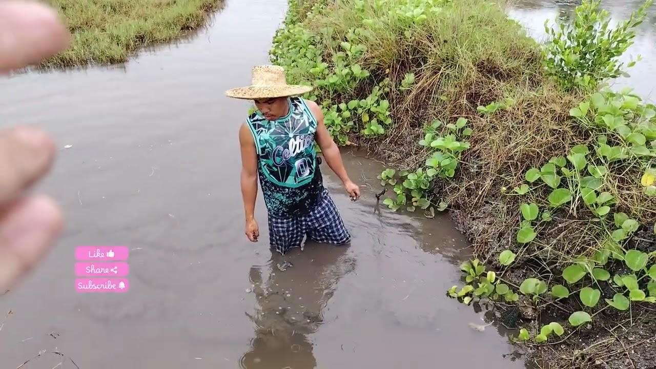  PANGUNGUHA NG Clam o shells sa fishpond #uringshells #clam #fishponds #buhayprobinsya 