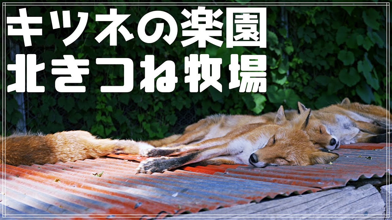 【観光】キツネ好き必見!北海道 北見市にある「北きつね牧場」でキツネを撮ってみた! - YouTube