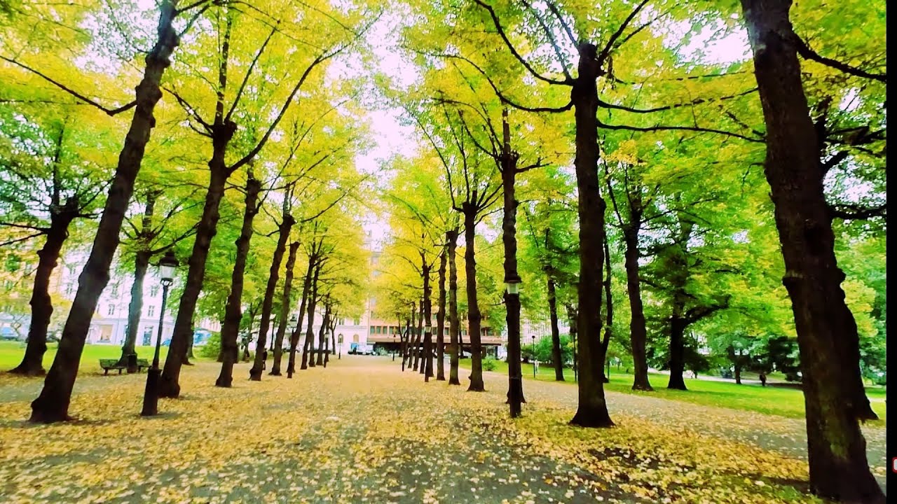 Stockholm, Sweden: Autumn Walk In Humlegården #71 - YouTube
