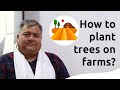 How to plant trees on farms? | Peepal Baba