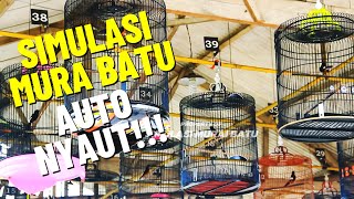 SIMULASI LOMBA MURAI BATU DIGANTANGAN 😱😱