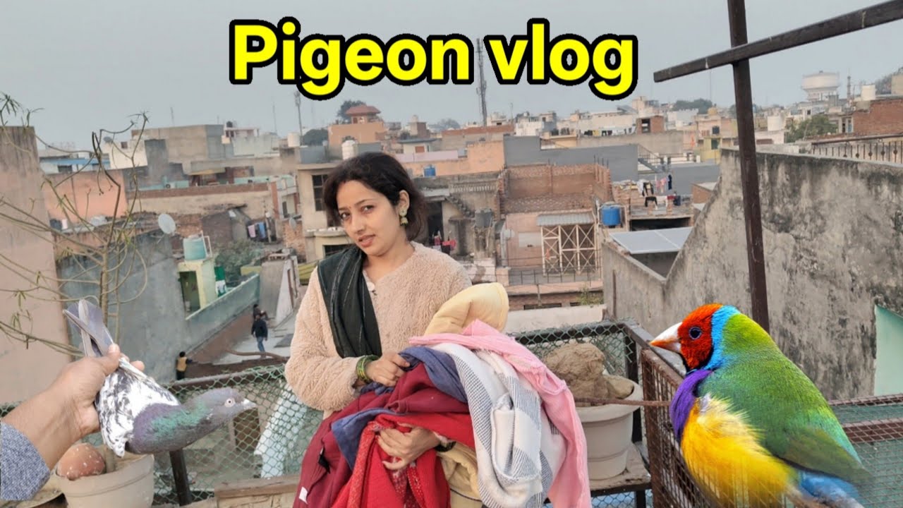 Kabootar udaa diye ajj || gouldian finch ke eggs bengali finch ke niche rakh diye 🐦