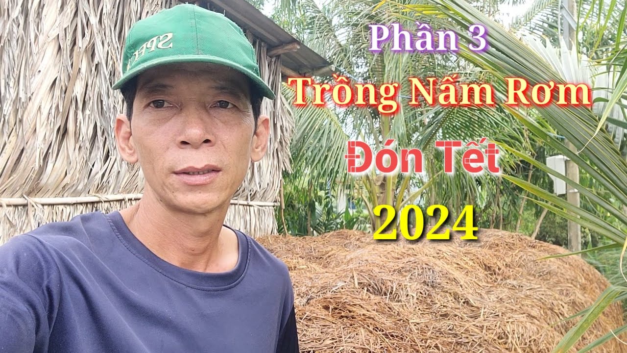 Cách Trồng Nấm Rơm Không Đậy Rơm Áo ||....Phần 3...Đảo Rơm Lần 2 Sau ...