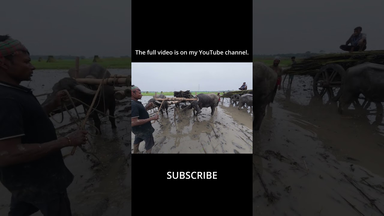 🐃 Buffalo Cart Ride in Rural Life | Traditional Farming & Crops Transport | Part 17 | 