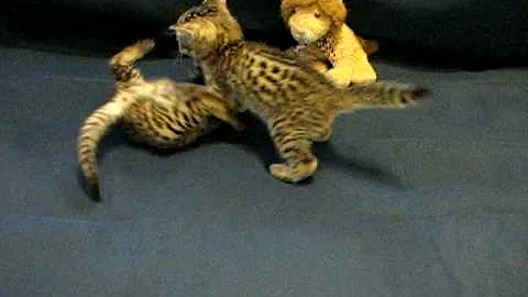 Watch the video about F1 and F2 Savannah kittens practicing for the Superbowl 02-01-09
