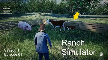 Ranch Simulator | My Dairy Cow Had A Baby Calf | Season 1 Episode 61