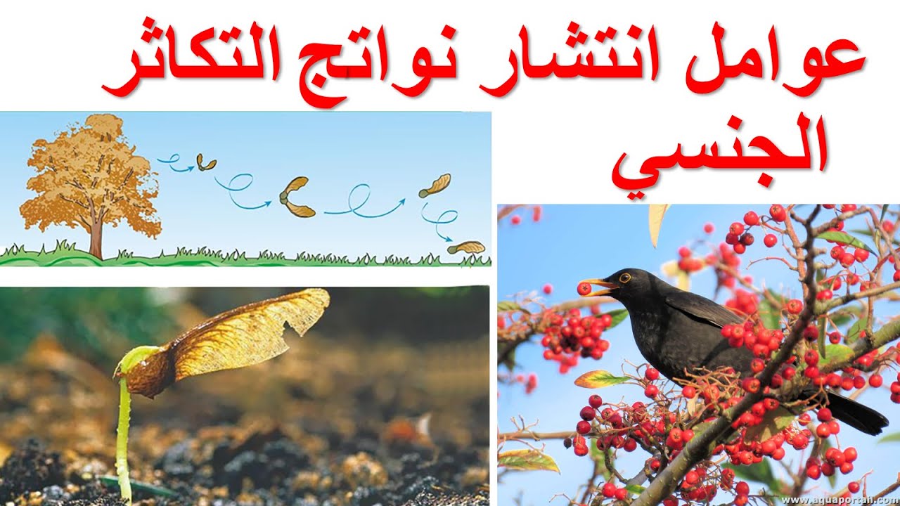 عوامل انتشار نواتج التكاثر الجنسي العلوم الطبيعية السنة الثانية متوسط | الدرس 4