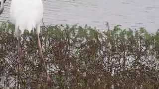 1041124金山小白鶴水中捕獲吳郭魚後之處理方式2