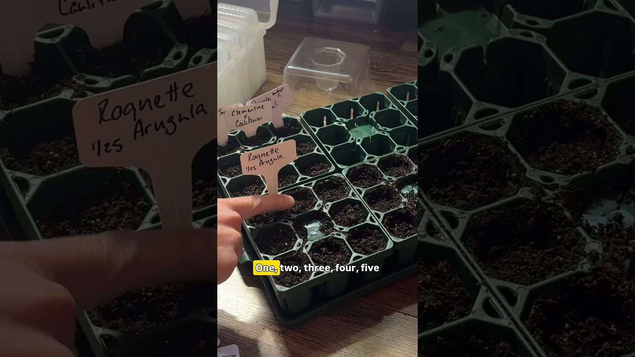 В эти выходные мы начинаем высаживать огромное количество семян!