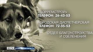 Как и куда передавать сведения о бездомных животных? Как и куда передавать сведения о бездомных животных?