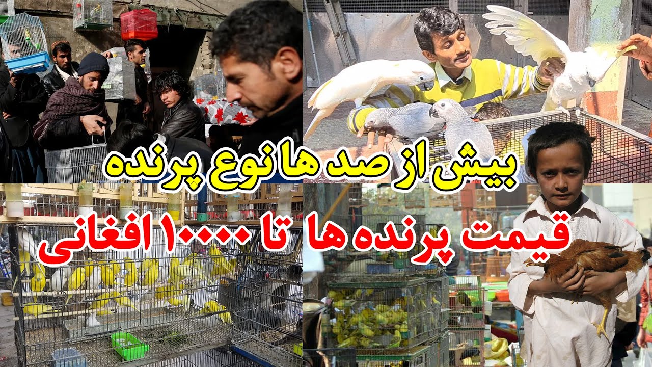 بازار قدیمی قندهار که در آن می توانید بیش از صد نوع پرنده را پیدا کنید