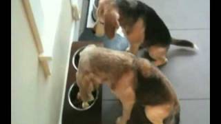 Yoshi & Maki (Doggie Etiquette)