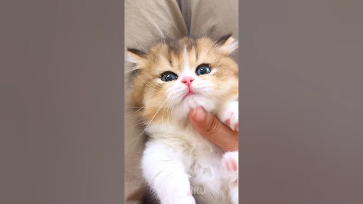 Video 6014961: cats kittens meowing cute, funny cats kittens meowing, cat kittycat cute