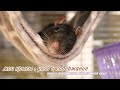 🐾МОИ КРЫСЫ: УХОД И СОДЕРЖАНИЕ ДЕКОРАТИВНЫХ КРЫС🐀 || Что должно быть в клетке у крыс?🌾