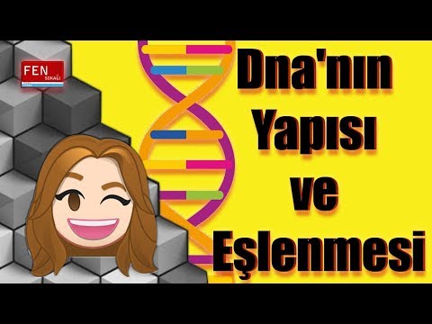 Fen Bilimleri 8. Sınıf Dna'nın Yapısı ve Eşlenmesi Konu Anlatımı