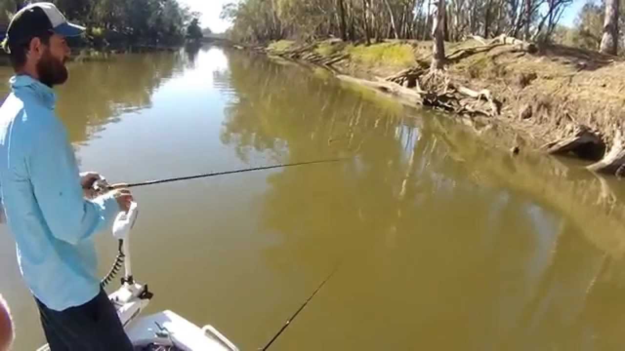 Murray Cod Fishing 3515 YouTube