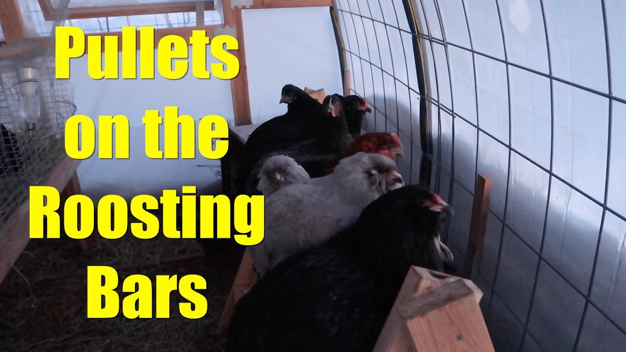chicken roosting bar height Pullets on the Roosting Bars