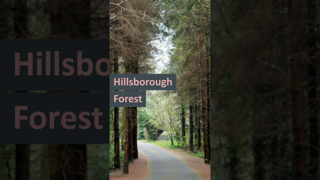 3 Beautiful Forests Near Belfast 
