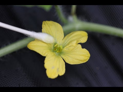 Видео: Арбузные растения Tendergold – узнайте о выращивании дынь Tendergold