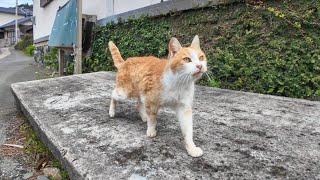 Orange tabby cat on a stone bench near the fishing port by 感動猫動画 4,127 views 8 days ago 2 minutes