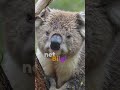 koalalar, 20 saat uyur. | @NetBilgi3838 #Netbilgi38