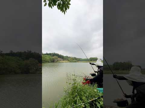 Câu cá hồ bán tự nhiên nhiều cá con ( Tập 2 ) #chungnguyenfishing #shorts
