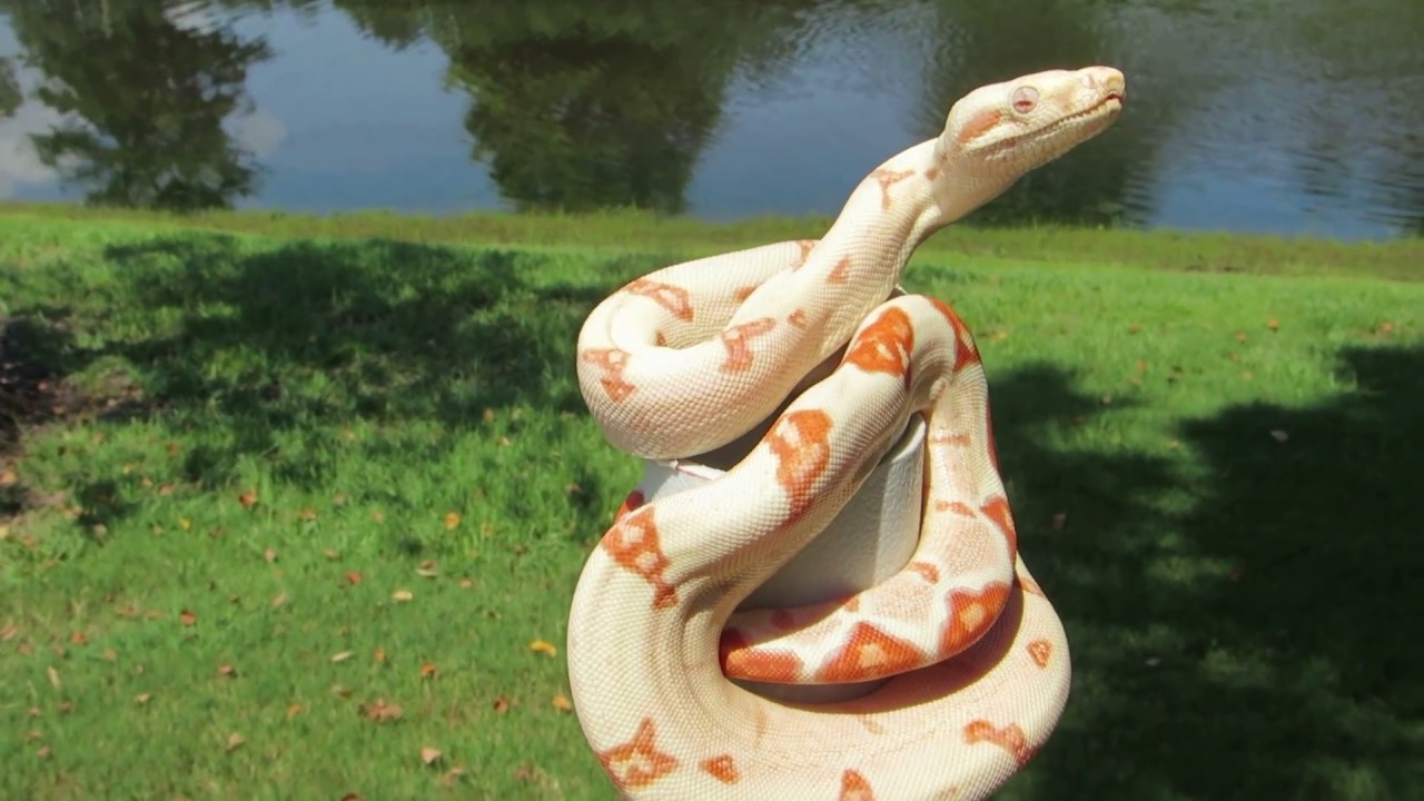 Sunglow Boa Constrictor Snakes For Sale Redtail Boa Boa Morph Redtail Boa Constrictor Albino Boa Youtube,Cats In Heat Meaning