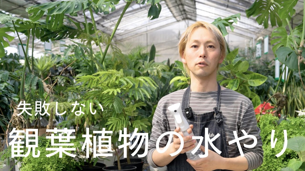 観葉植物 基本の水やり | 適切な頻度や水の量・時間について