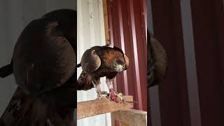 Polly, Alek und Schnatz im Fieber der Hormone 🦅 #falknerei #adler #steinadler