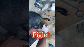 pig|piglet||castration||#pig #piglets#shorts #short #shortvideo #shortfeed #animals