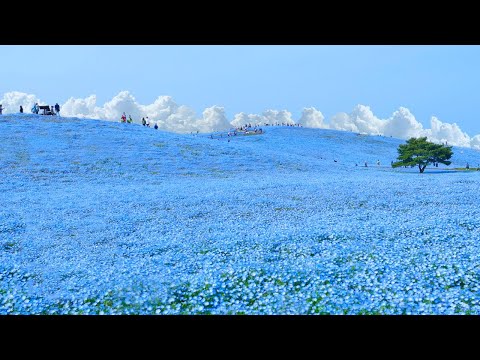 Most Surreal National Park ★ ONLY in JAPAN #53