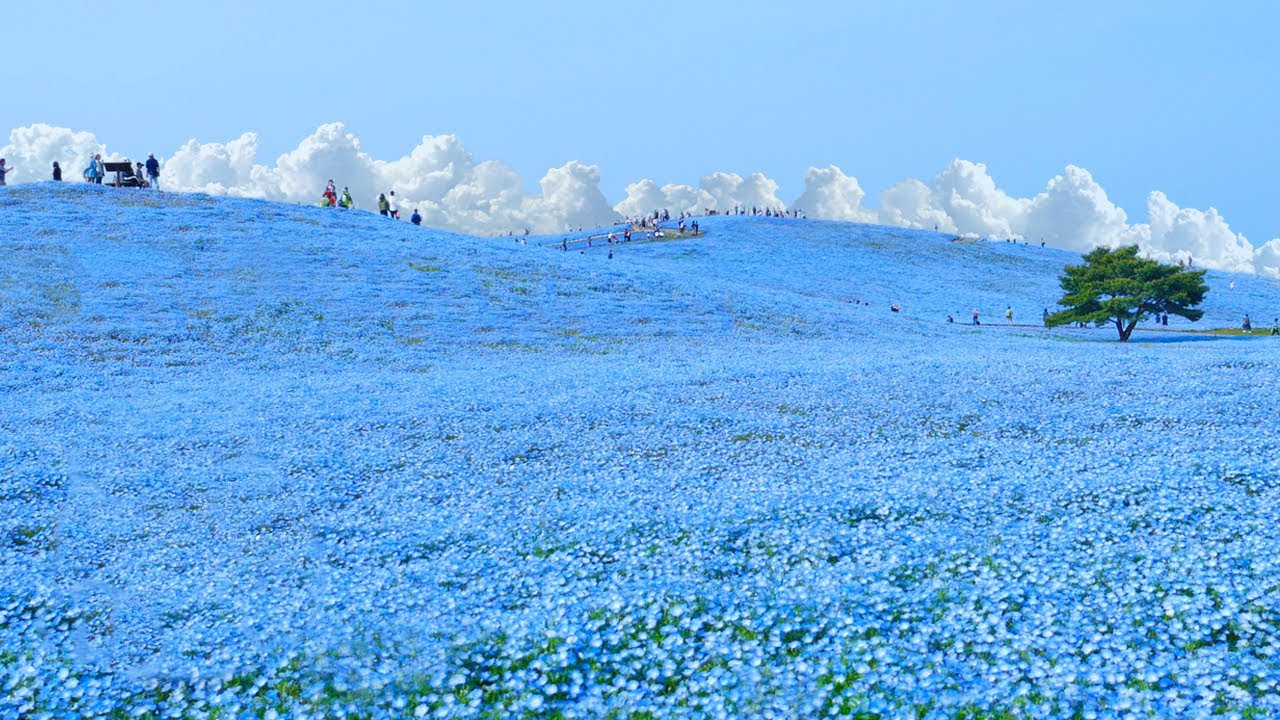 Most Surreal National Park ★ ONLY in JAPAN #53