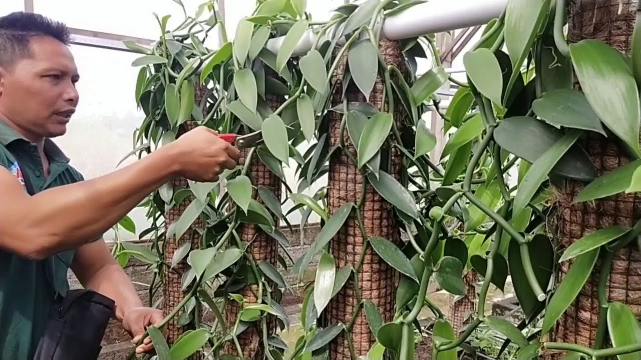 #kupas#tuntas #budidaya vanili part2 