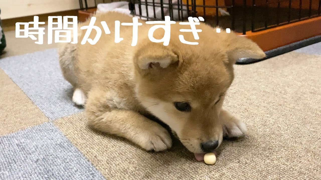 柴犬 子犬に初めてのおやつ ボーロごときに１分以上かけて食べる Shiba Inu Japanese Dog Youtube