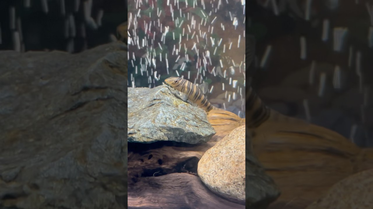 Zebra Loach swimming around