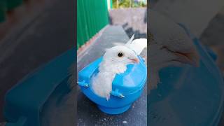 Kalapati Treatment Pigeon