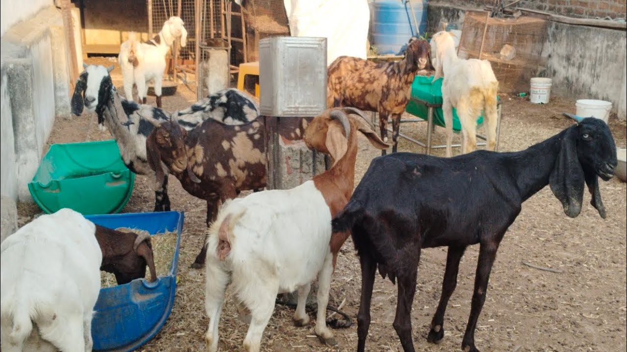 Irfan dairy farm 🐐🫣. 9381237594  location Hyderabad Hafiz Baba Nagar 