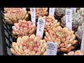 多肉ライブ　遮光シートを張る作業だけで筋肉痛になったことに絶望しているタニラーです