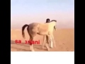 وفا الخيل الاصيل