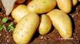 The Intriguing History of the Potato ile ilgili video