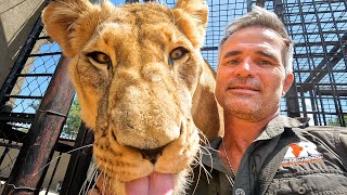 Can Kevin Richardson MOVE LIONS while INJURED? | The Lion Whisperer