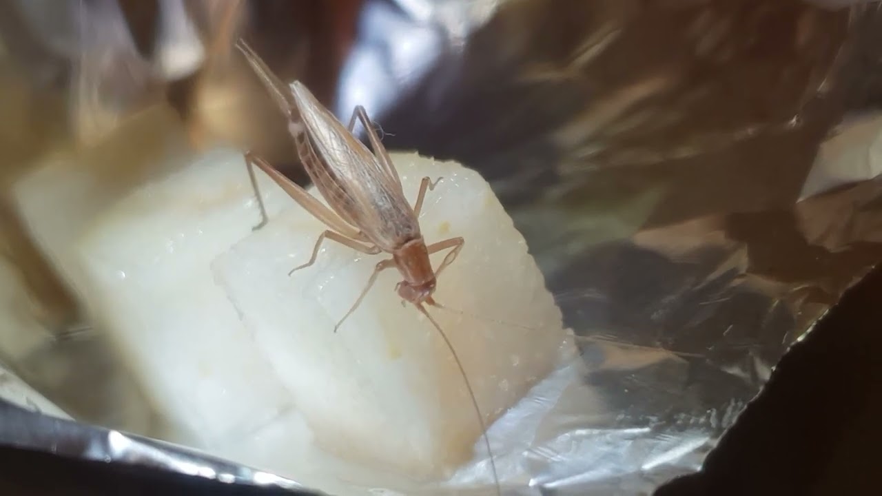 European Tree-cricket (Oecanthus pellucens)
